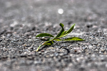 Grass on the ground