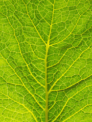 Kale leaf texture closeup for background