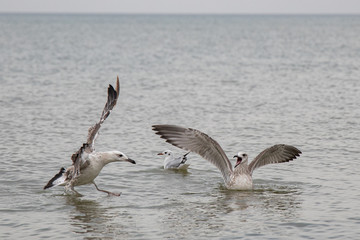 Naklejka premium seagulls in flight