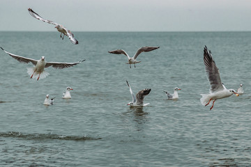 Fototapeta na wymiar seagulls in flight