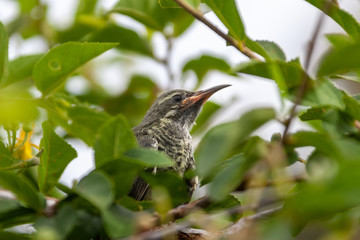 Sugarbird