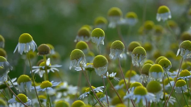 White Daisy Flowers in Nature
