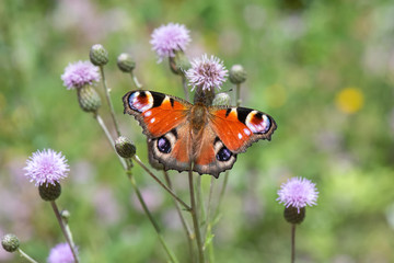 butterfly on flower