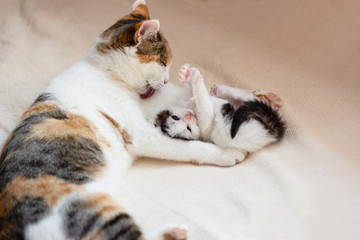 a little charming playful kitten is lounging next to her mother cat who licks her paw