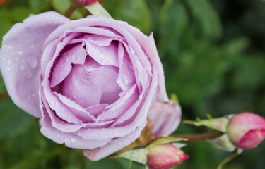 beautiful purple rose in the garden with rain drops, selective focus