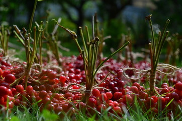 Viburnum red berries on the green grass