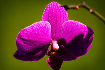 Purple orchid flower with green grass background.