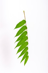 green leaves isolated on a white background