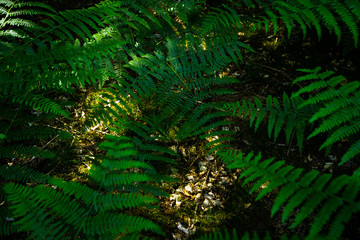 Fougères en sous bois