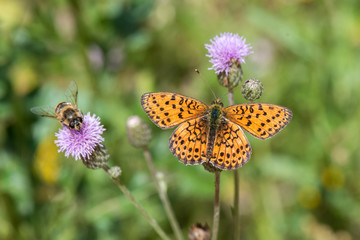 butterfly on flower