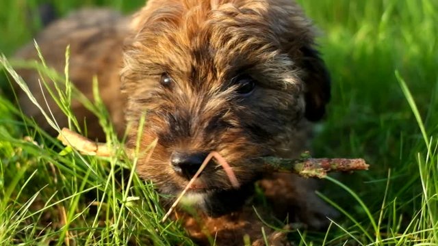 Puppy nibbles a stick