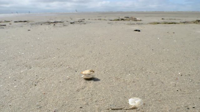 23966_The_seashells_on_the_sandy_beach_of_the_shore.mov