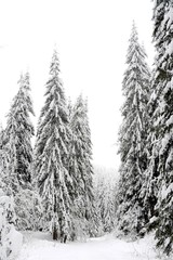 winter forest background