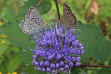 ダンギクに止まるシジミチョウ２匹