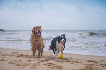 Golden Retriever and Collie playing at the beach