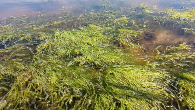 lake shore with plants in the water