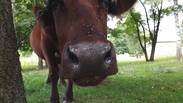 An old rural brown cow with twisted horns tied with a rope to a tree is grazed in a meadow near the railway