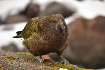 Kea in Milford Sound, New Zealand