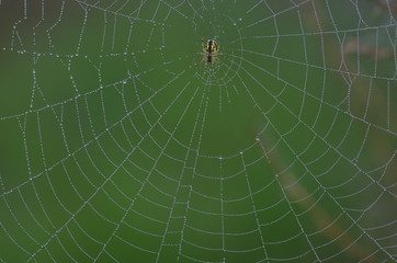 거미줄. 통신. 네트웍. 전기. 전자. 조직. 