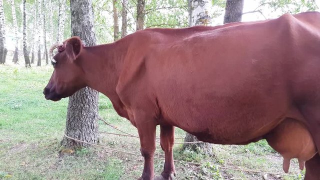 An old rural brown cow with twisted horns tied with a rope to a tree is grazed in a meadow near the railway
