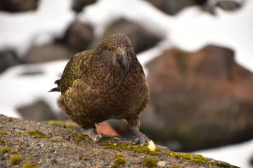 Kea in Milford Sound, New Zealand