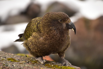 Kea in Milford Sound, New Zealand