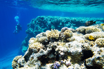 Fototapeta na wymiar Underwater landscape of coral reef with a diver