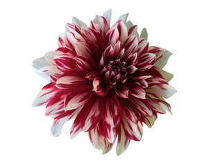 Red Dahlia Flower Isolated on White background