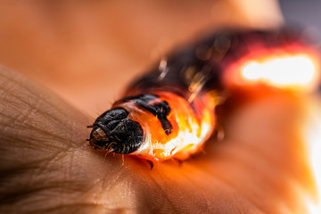 The butterfly larva crawls on the palm in the spotlight