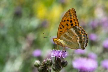 butterfly on flower