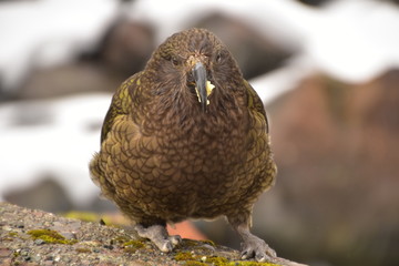 Kea in Milford Sound, New Zealand