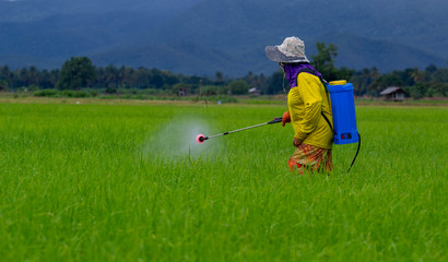 Farmers spraying herbicides in the fields