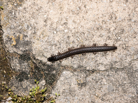 Myriapoda On Rocky Ground Close Up Top View