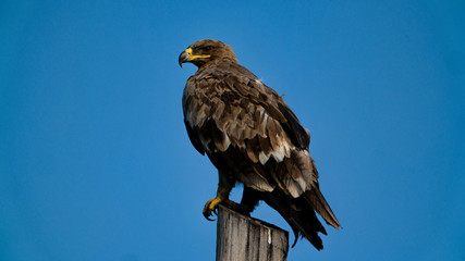 The old bird kite sitting on a pole