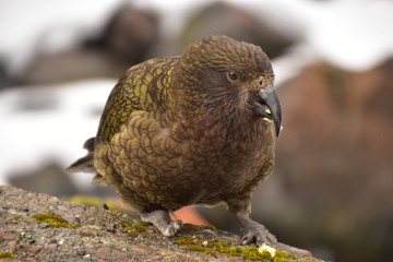 Kea in Milford Sound, New Zealand