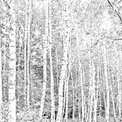 The foot road passing through forest. Autumn season