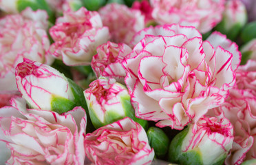 Red and white carnations spray flower blooming in bouquet at flower market,celebration,colorful pattern nature background,selective focus,tropical plant