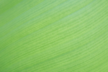 Banana green leaf texture background,tropical plant,palm foliage nature leaves