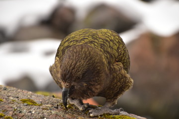 Kea in Milford Sound, New Zealand