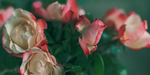 Rosen romantisch