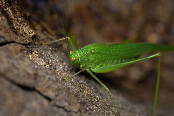 Green grasshopper / Tettigonia viridissima