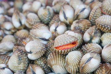 Raw fresh cockle have blood shell be alive from cockle farm at seafood market,scallop,close up,Tegillarca granosa,Appetizer