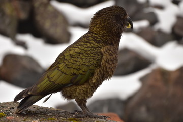 Kea in Milford Sound, New Zealand