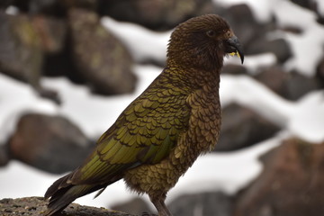 Kea in Milford Sound, New Zealand