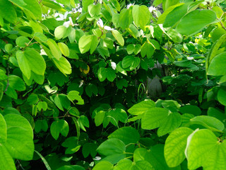 green leaves background