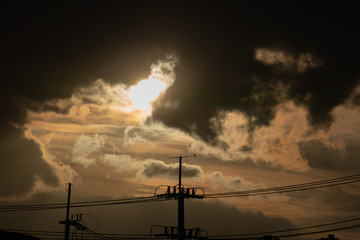 Birds in the evening sunshine on electric pole
