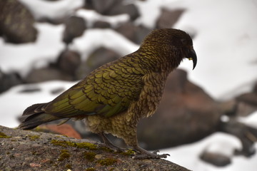 Kea in Milford Sound, New Zealand