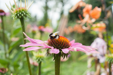 Summer flowers in the garden 