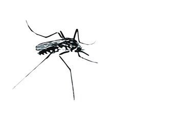 Vector Illustration Art of A Aedes Albopictus Mosquito (Selective Focus). Isolated on White Background with Copy Space for Text.  It is the Cause of Many Deceases.