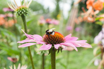 Summer flowers in the garden 
